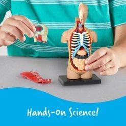 Learning Resources Human Body Anatomy Model, Ages 8+