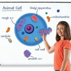 Learning Resources Giant Magnetic Animal Cell, 18 Piece Set, Ages 5+