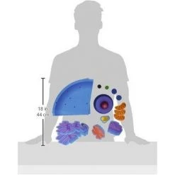Learning Resources Giant Magnetic Animal Cell, 18 Piece Set, Ages 5+ -Vehicles & Remote Control Sales unnamed file 2424