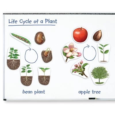 Learning Resources Giant Magnetic Plant Life Cycle, ages 5+ 1 Learning Resources Giant Magnetic Plant Life Cycle, ages 5+