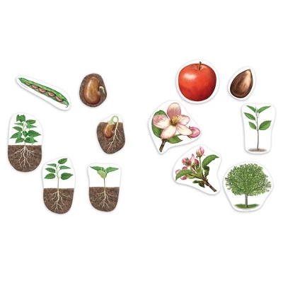 Learning Resources Giant Magnetic Plant Life Cycle, ages 5+ 2 Learning Resources Giant Magnetic Plant Life Cycle, ages 5+ - Image 2