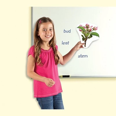 Learning Resources Giant Magnetic Plant Life Cycle, ages 5+ 3 Learning Resources Giant Magnetic Plant Life Cycle, ages 5+ - Image 3