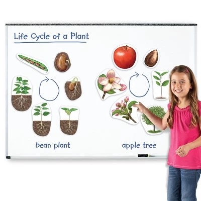 Learning Resources Giant Magnetic Plant Life Cycle, ages 5+ 4 Learning Resources Giant Magnetic Plant Life Cycle, ages 5+ - Image 4