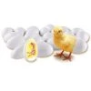 Learning Resources Chick Life Cycle Exploration Set