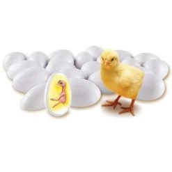 Learning Resources Chick Life Cycle Exploration Set