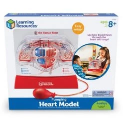 Learning Resources Pumping Heart Model, Science Model, Ages 8+ -Vehicles & Remote Control Sales unnamed file 2506