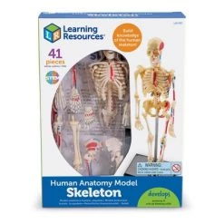 Learning Resources Skeleton Anatomy Model, Ages 8+ -Vehicles & Remote Control Sales unnamed file 2515
