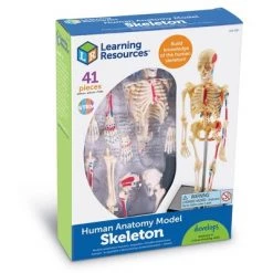Learning Resources Skeleton Anatomy Model, Ages 8+ -Vehicles & Remote Control Sales unnamed file 2516