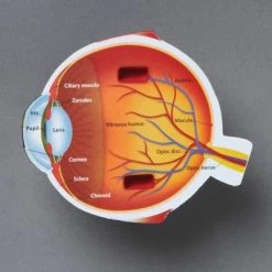 Learning Resources Cross-Section Eye Model, Ages 5+