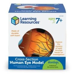 Learning Resources Cross-Section Eye Model, Ages 5+ -Vehicles & Remote Control Sales unnamed file 2520