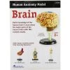 Learning Resources Brain Anatomy Model, 31 Piece, Ages 5+