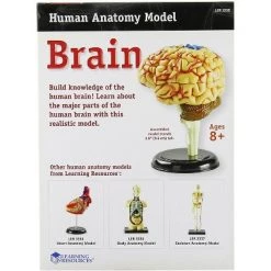 Learning Resources Brain Anatomy Model, 31 Piece, Ages 5+