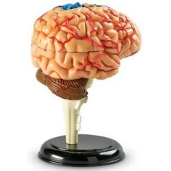 Learning Resources Brain Anatomy Model, 31 Piece, Ages 5+ -Vehicles & Remote Control Sales unnamed file 2524