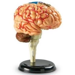Learning Resources Brain Anatomy Model, 31 Piece, Ages 5+ -Vehicles & Remote Control Sales unnamed file 2525