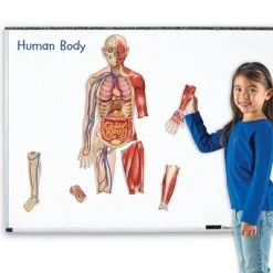 Learning Resources Double-Sided Magnetic Human Body
