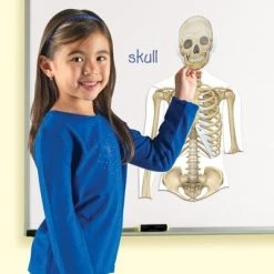 Learning Resources Double-Sided Magnetic Human Body -Vehicles & Remote Control Sales unnamed file 2557
