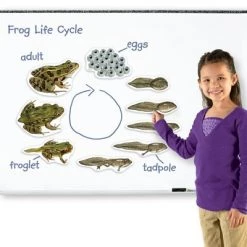 Learning Resources Giant Magnetic Frog Life Cycle, Ages 5+