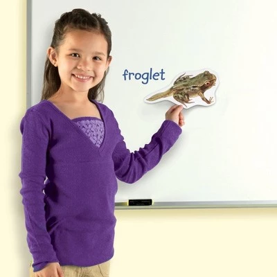 Learning Resources Giant Magnetic Frog Life Cycle, Ages 5+ 3 Learning Resources Giant Magnetic Frog Life Cycle, Ages 5+ - Image 3