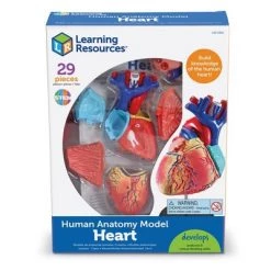 Learning Resources Heart Anatomy Model, 29 Pieces, Ages 8+ -Vehicles & Remote Control Sales unnamed file 2600