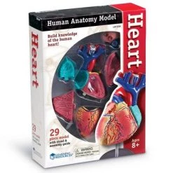 Learning Resources Heart Anatomy Model, 29 Pieces, Ages 8+ -Vehicles & Remote Control Sales unnamed file 2601