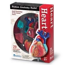 Learning Resources Heart Anatomy Model, 29 Pieces, Ages 8+ -Vehicles & Remote Control Sales unnamed file 2602
